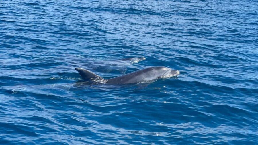 Vilamoura: Private boat Marine Wildlife Watching Safari - The Experience: What You Can Expect