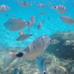 Villasimius and Solanas Beaches Day Trip from Cagliari with van - Authentic Experiences and Genuine Value