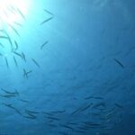 Villasimius: Snorkeling Tour in Capo Carbonara - Snorkeling at the First Spot: Marine Biodiversity in Action