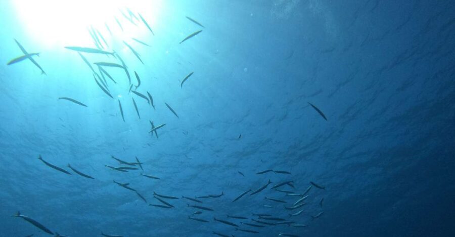 Villasimius: Snorkeling Tour in Capo Carbonara - Snorkeling at the First Spot: Marine Biodiversity in Action