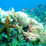 Villefranche-sur-Mer: Experience an introduction to scuba diving - FAQ