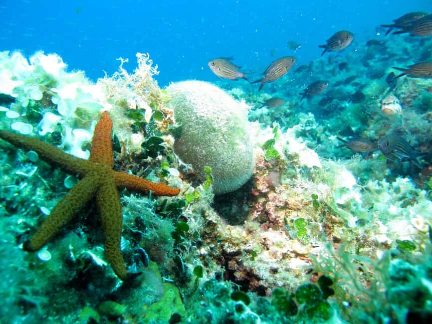 Villefranche-sur-Mer: Experience an introduction to scuba diving - FAQ