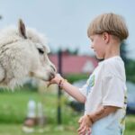 Vilnius-Trakai: Private Alpaca Farm Tour - Why Choose This Tour?