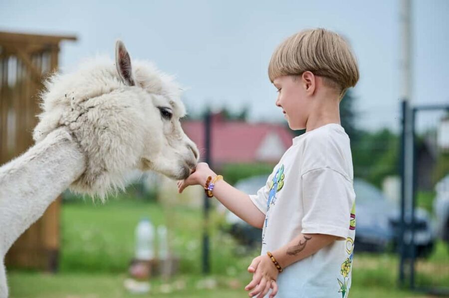 Vilnius-Trakai: Private Alpaca Farm Tour - Why Choose This Tour?