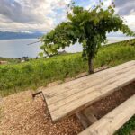 Vine Stories: Lavaux & Lutry wine walk - An In-Depth Look at the Lavaux & Lutry Wine Walk