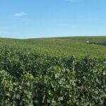 Vineyards and wine tasting experience - Who Will Love This Tour?
