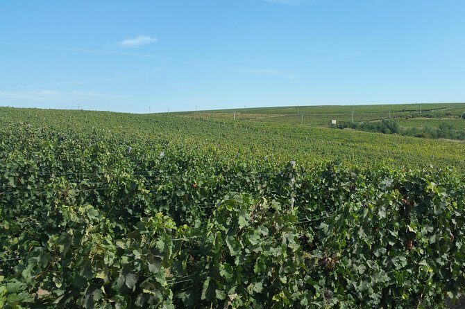 Vineyards and wine tasting experience - Who Will Love This Tour?