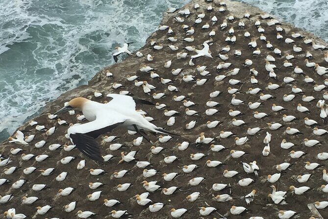 Vineyards Honey and Black Sand Beaches from Auckland - A Deep Dive into the Day: What You Can Expect