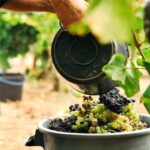 Vinho Verde Private Wine-Tour (All Inclusive) - Why This Tour Is Worth It