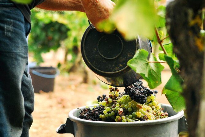 Vinho Verde Private Wine-Tour (All Inclusive) - Why This Tour Is Worth It