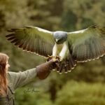VIP falconry taster session - A Closer Look at the Falconry Experience