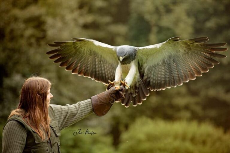 VIP falconry taster session - A Closer Look at the Falconry Experience