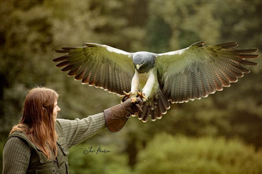 VIP falconry taster session - A Closer Look at the Falconry Experience