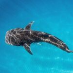 VIP luxury chartered escapes, exploring the reef at your own pace - The Sum Up