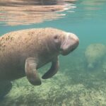 VIP Private Boat Manatee Snorkel Tour with In-Water Guide and Photograper - Why This Tour Works Well for Travelers