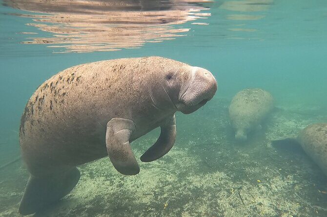VIP Private Boat Manatee Snorkel Tour with In-Water Guide and Photograper - Why This Tour Works Well for Travelers