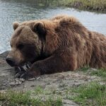 VIP Tour from Anchorage to Alaska Wildlife Conservation Center - Exploring the Detailed Experience