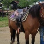 Visit a Farm and Horseback Riding in Nature - The Sum Up