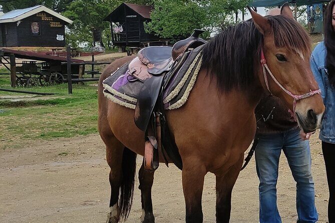 Visit a Farm and Horseback Riding in Nature - The Sum Up