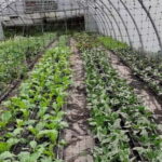 Visit a Farm on the Island of Pico - A Detailed Look at the Experience