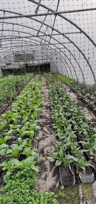 Visit a Farm on the Island of Pico - A Detailed Look at the Experience