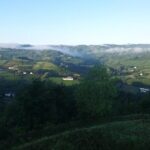 Visit among vineyards and wine cellar with wine tasting in Nizza Monferrato - An In-Depth Look at the Experience