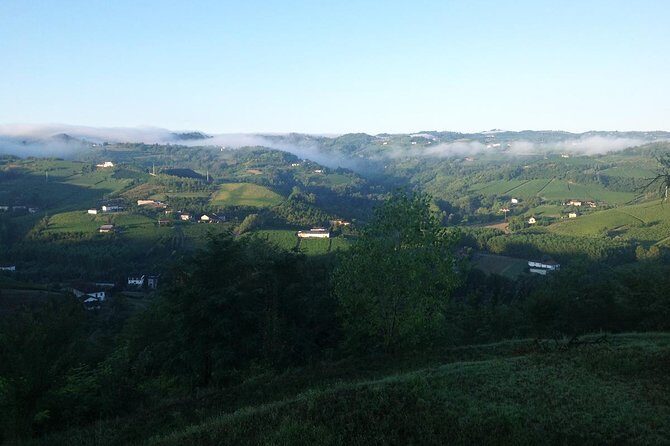 Visit among vineyards and wine cellar with wine tasting in Nizza Monferrato - An In-Depth Look at the Experience
