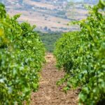 Visit and Private Tasting of EVO Oil and Organic Wine - Exploring the Experience in Detail