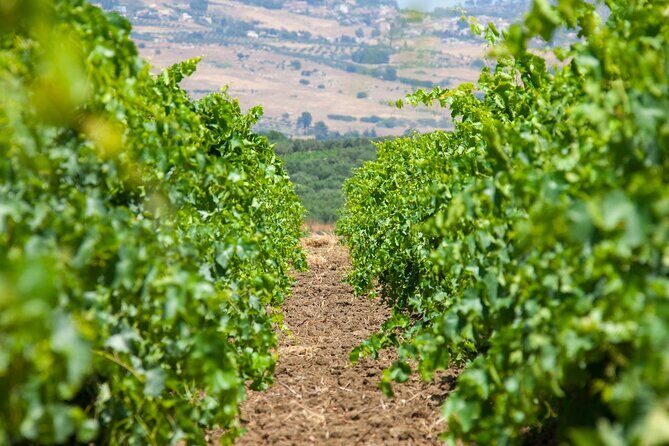 Visit and Private Tasting of EVO Oil and Organic Wine - Exploring the Experience in Detail