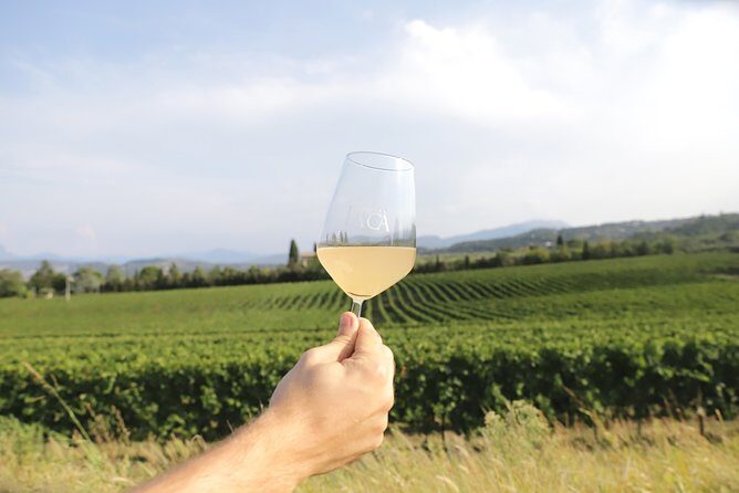 Visit and wine tasting at Tenuta La Cà - A Deep Dive into the Verona Wine Experience