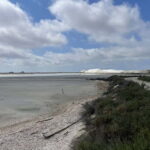 Visit Camargue and Espiguette Lighthouse from Montpellier - The Sum Up