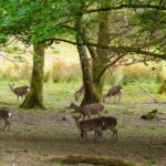 Visit Innisfallen Island - What to Expect: A Deep Dive into the Innisfallen Experience