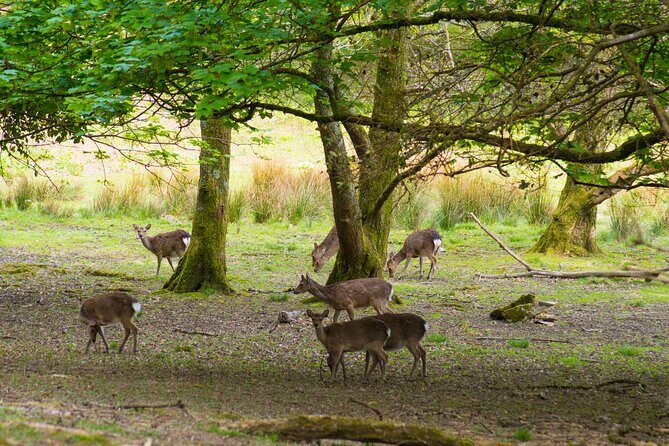Visit Innisfallen Island - What to Expect: A Deep Dive into the Innisfallen Experience