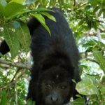 Visit Kohunlich with the option of Professional Native Guides - Who Is This Tour Best For?