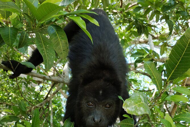 Visit Kohunlich with the option of Professional Native Guides - Who Is This Tour Best For?