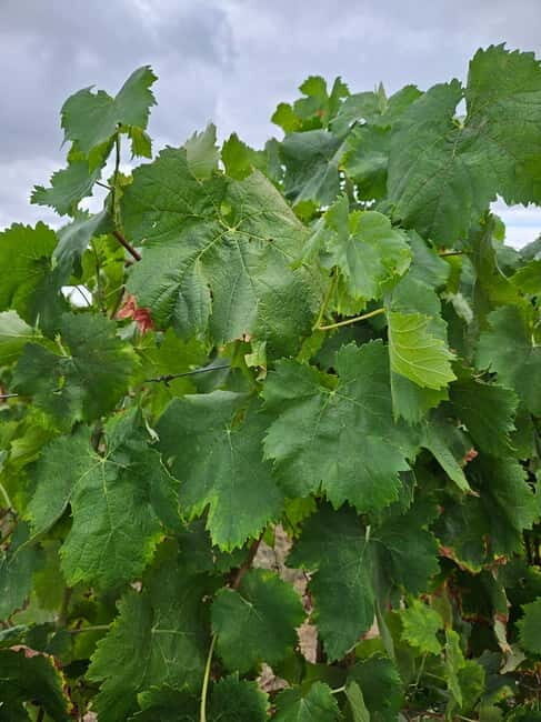 Visit Quinta de Sobre a Fonte with wine tasting and transportation - What’s Included and What to Expect