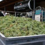 Visit the Marchesi de Cordano winery and taste its wines - The Sum Up