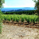 Visit the vineyards and discover Bandol wines - What Sets This Tour Apart