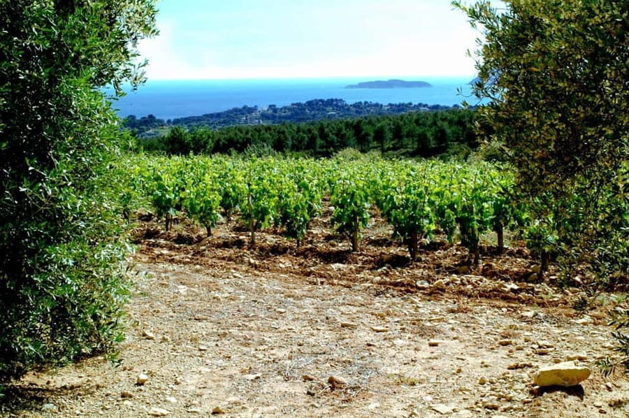 Visit the vineyards and discover Bandol wines - What Sets This Tour Apart