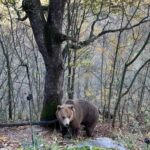 Visit to the bear wildlife area and the medieval tower - Final Thoughts