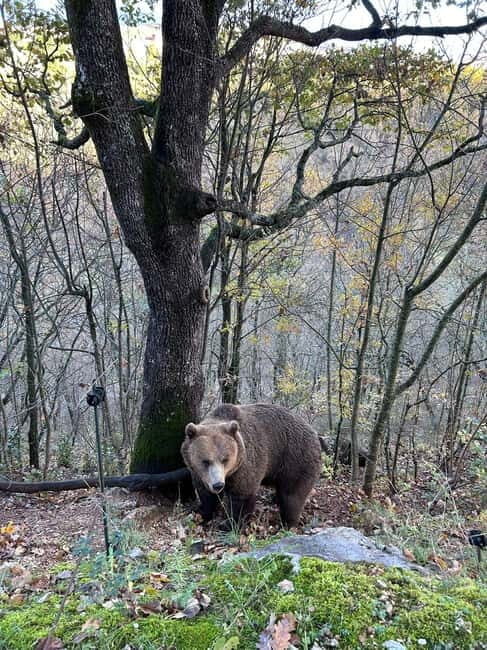 Visit to the bear wildlife area and the medieval tower - Final Thoughts