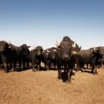 Visit to the Bufale and Dairy farm with cheese tasting - Final Thoughts: Who Will Love This Tour?