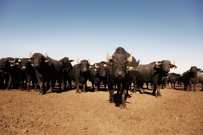 Visit to the Bufale and Dairy farm with cheese tasting - Final Thoughts: Who Will Love This Tour?