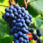 Visit to the Faugères Vineyards with Picnic from Béziers - An In-Depth Look at the Faugères Vineyards Tour