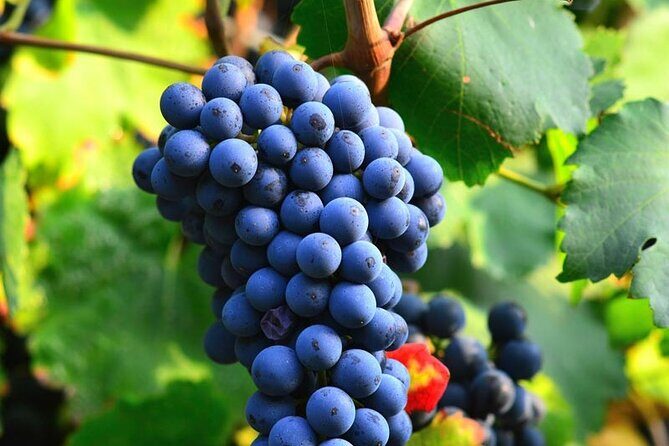 Visit to the Faugères Vineyards with Picnic from Béziers - An In-Depth Look at the Faugères Vineyards Tour