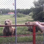 Visiting a Bear and Wolf Sanctuary - Practical Tips for Your Visit