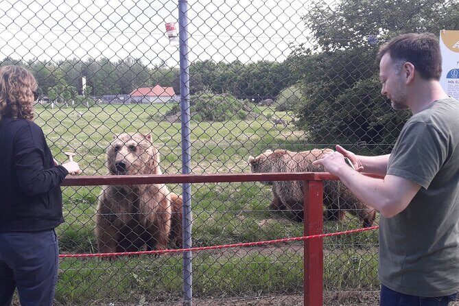 Visiting a Bear and Wolf Sanctuary - Practical Tips for Your Visit