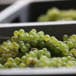 Vitteaut-Alberti: cellar tour, tasting of Crémants de Bourgogne - A Full Review of the Vitteaut-Alberti Experience
