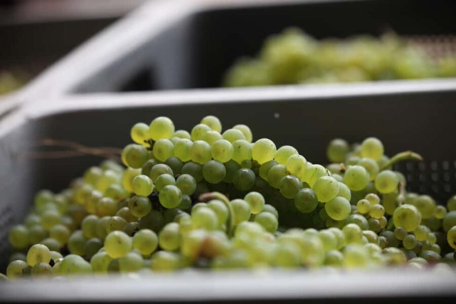 Vitteaut-Alberti: cellar tour, tasting of Crémants de Bourgogne - A Full Review of the Vitteaut-Alberti Experience