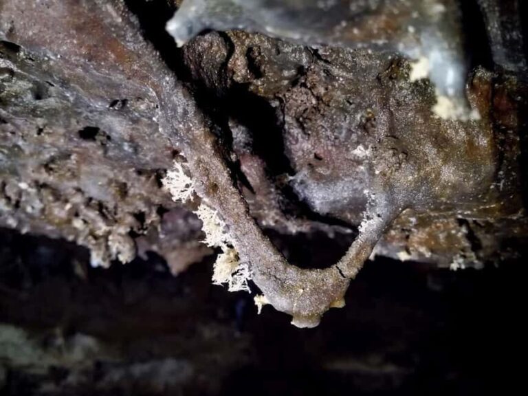 Volcanic caving Las Palomas Cave (ES-EN) - Final Thoughts: Is This Tour Right for You?